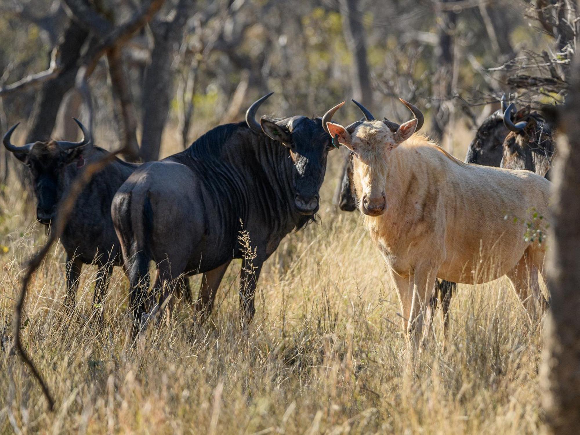 הוילה מוקופנה Waterberg Game Park מראה חיצוני תמונה