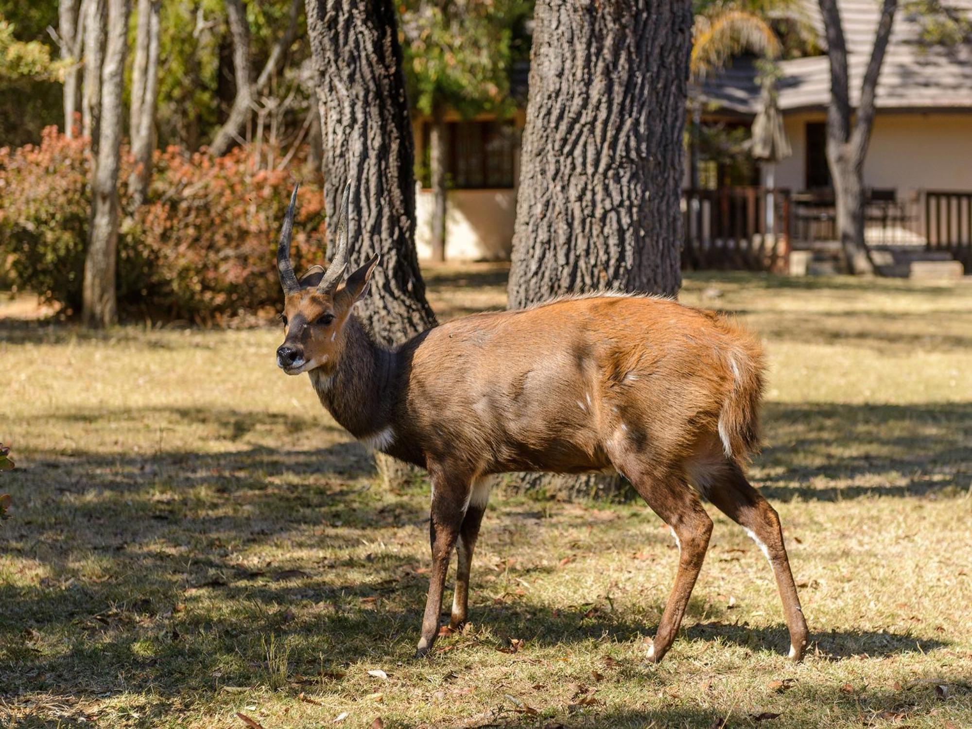 הוילה מוקופנה Waterberg Game Park מראה חיצוני תמונה